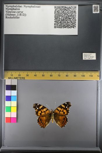 Media type: image;   Entomology 639088